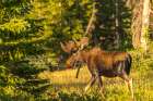 USA, Wyoming, Medicine Bow National Forest. Close-up of bull moose walking in field. Art Print